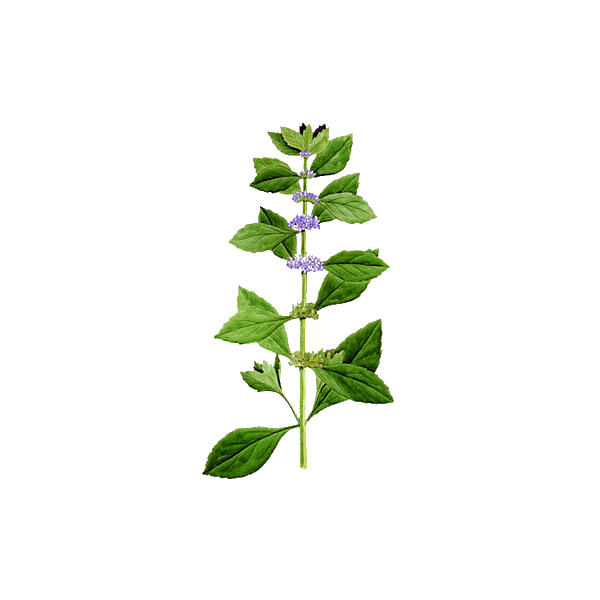 Huile essentielle Menthe Bergamote ou Citronnée BIO (Mentha citrata)