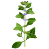 Huile essentielle Menthe Bergamote ou Citronnée BIO (Mentha citrata)