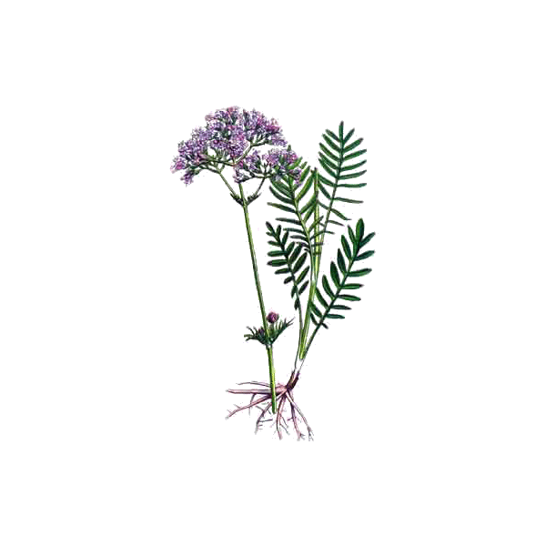 Valériane BIO en gélules (Valeriana officinalis)