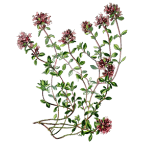 Huile essentielle Serpolet ou Thym serpolet Bio (Thymus serpyllum)