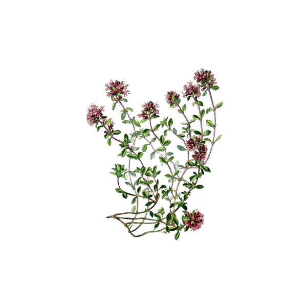 Huile essentielle Serpolet ou Thym serpolet Bio (Thymus serpyllum)