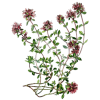 Huile essentielle Serpolet ou Thym serpolet Bio (Thymus serpyllum)