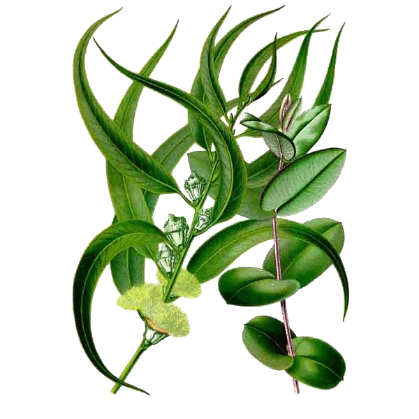 Eucalyptus globulus en gélules (Affections respiratoires)