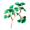 Ginkgo Biloba feuille bio en gélules (circulation cérébrale)
