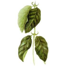 Griffe du Chat BIO en gélules (Uncaria tomentosa), puissant renfort de l'immunité