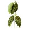 Griffe du Chat BIO en gélules (Uncaria tomentosa), puissant renfort de l'immunité