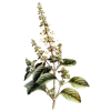 Huile essentielle Basilic Tropical Madagascar Bio (Ocimum basilicum L.)