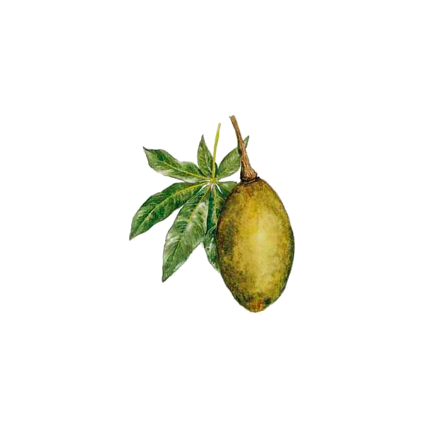 Boabab pulpe de fruit BIO en gélules (Adansonia digitata)
