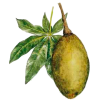 Boabab pulpe de fruit BIO en gélules (Adansonia digitata)