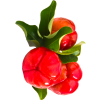 Acérola extrait de fruits BIO en gélules (Immunité)