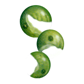 Chlorella en comprimés 505 mg.  (Chlorella pyrenoidosa) 