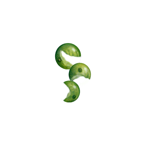 Chlorella en comprimés 505 mg.  (Chlorella pyrenoidosa) 