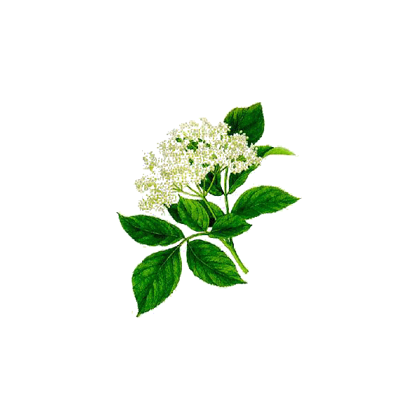 Sureau fleurs en gélules (Sambucus nigra)