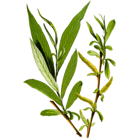 Saule Blanc en gélules (Salix alba)