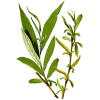 Saule Blanc en gélules (Salix alba)
