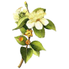 Huile essentielle Myrte Verte bio (Myrtus communis)