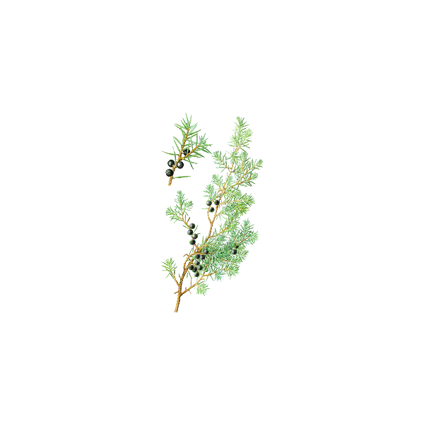 Genévrier baies en gélules (Juniperus communis)