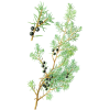 Genévrier baies en gélules (Juniperus communis)