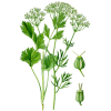Anis Vert en gélules