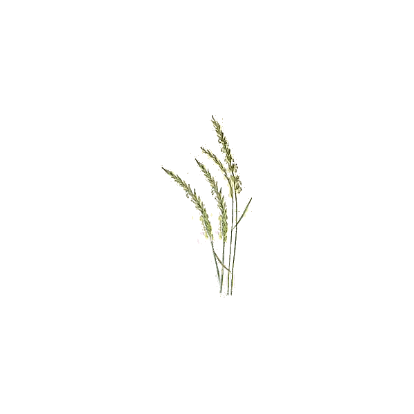 Chiendent Officinal BIO en gélules (Elymus repens)