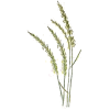 Chiendent Officinal BIO en gélules (Elymus repens)