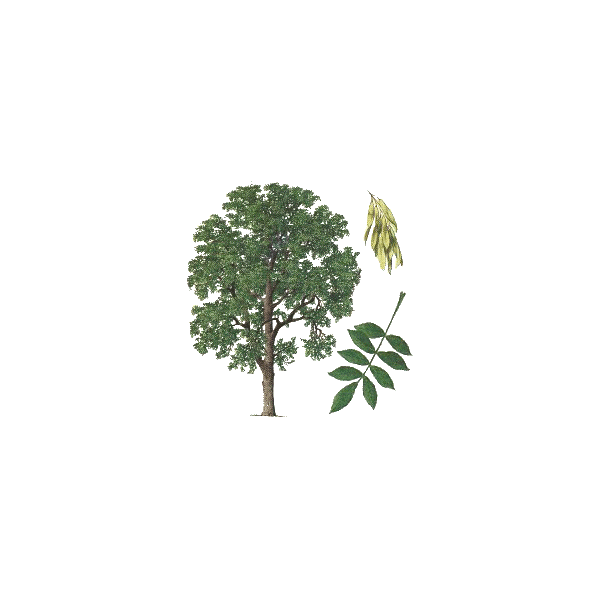 Frêne feuille BIO en gélules (Fraxinus excelsior)