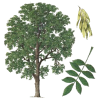 Frêne feuille BIO en gélules (Fraxinus excelsior)