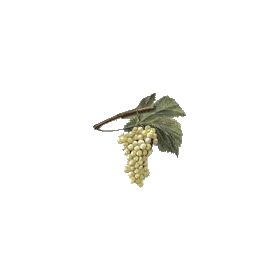 Marc de Raisin BIO en gélules (Vitis vinifera)