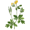 Chelidoine en gélules (Chelidonium majus)