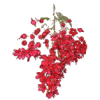 Combretum Kinkéliba BIO en gélules (Foie et vésicule)