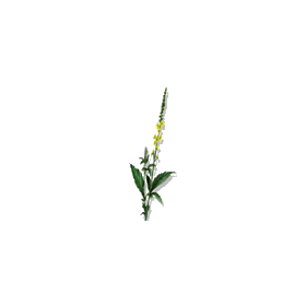 Aigremoine BIO en gélules (Agrimonia eupatoria)
