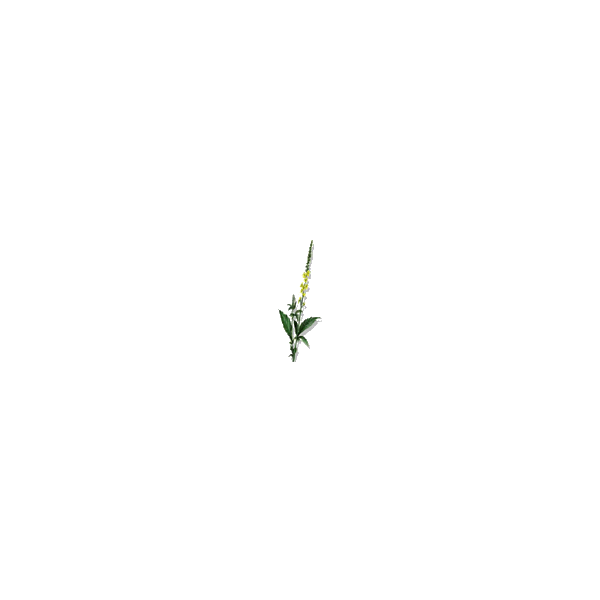 Aigremoine BIO en gélules (Agrimonia eupatoria)
