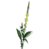 Aigremoine BIO en gélules (Agrimonia eupatoria)