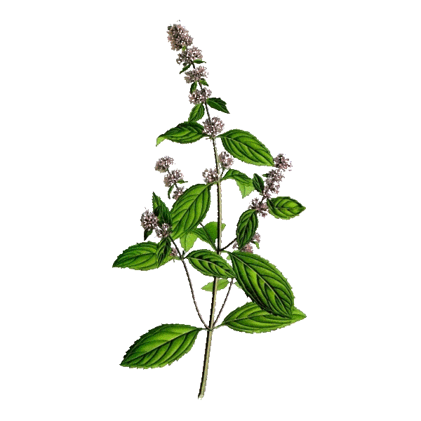 Huile essentielle Menthe Poivrée bio (Mentha piperita)