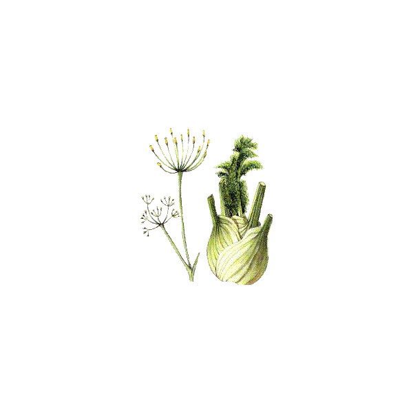 Fenouil BIO en gélules  (Foeniculum vulgare)