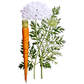 Huile essentielle de Carotte sauvage Bio (Daucus carota L.)