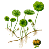 Centella Asiatica Gotu Kola BIO en gélules