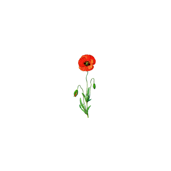 Coquelicot fleurs BIO en gélules (Papaver rhoeas)