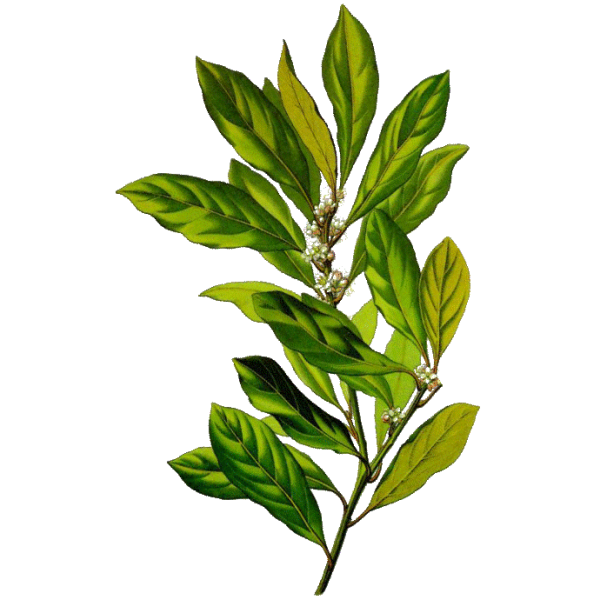 Laurier Noble en gélules (Laurus nobilis)