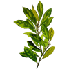 Laurier Noble en gélules (Laurus nobilis)