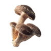 Shitaké BIO en gélules renfort du système immunitaire (Lentinus elodes)