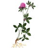 Trèfle Rouge BIO en gélules (Trifolium pratense)