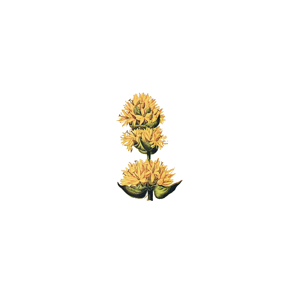 Gentiane racine BIO en gélules (Gentiana lutea)