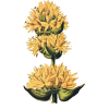 Gentiane racine BIO en gélules (Gentiana lutea)
