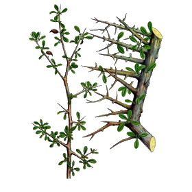 Huile essentielle Myrrhe BIO (Commiphora myrrha Nees)