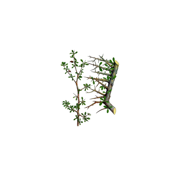 Huile essentielle Myrrhe BIO (Commiphora myrrha Nees)