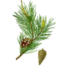 Pin Bourgeons en gélules (Pinus sylvestris)