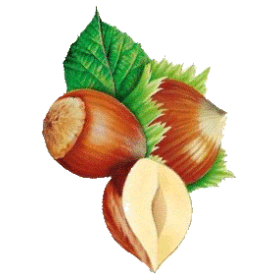 Noisetier en gélules (Corylus avellana)