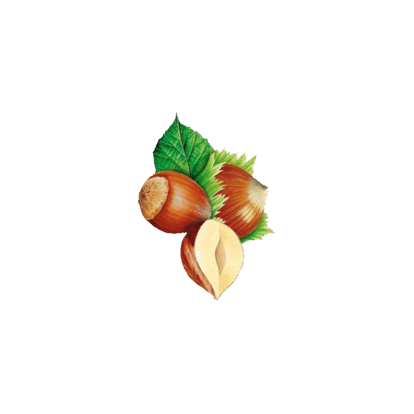 Noisetier en gélules (Corylus avellana)