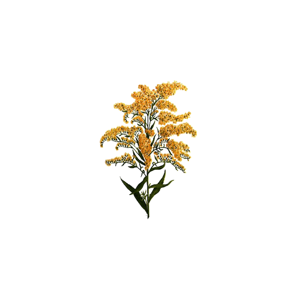 Verge d'or en gélules (Solidago virgaurea)
